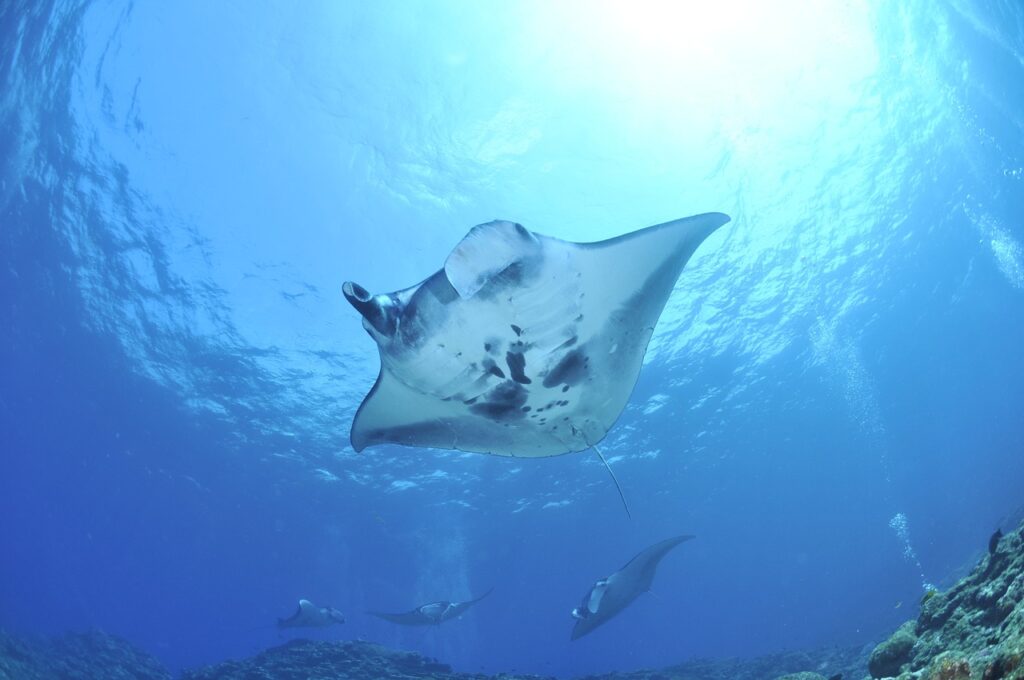 manta, sea, reef manta ray-1639965.jpg